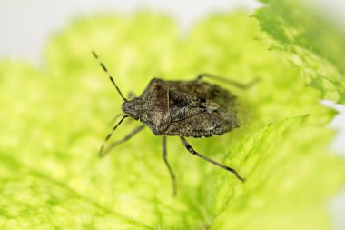 Ayrıntılı hata kokuyor