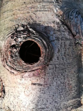 budak deliği ayrıntılı makrodan