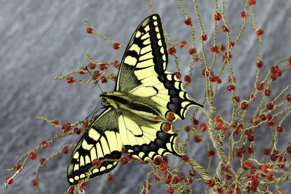 Specially Protected Species Swallowtail — Stock Photo, Image