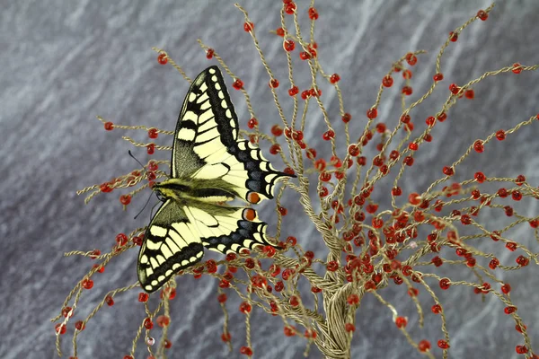 Specially Protected Species Swallowtail — Stock Photo, Image