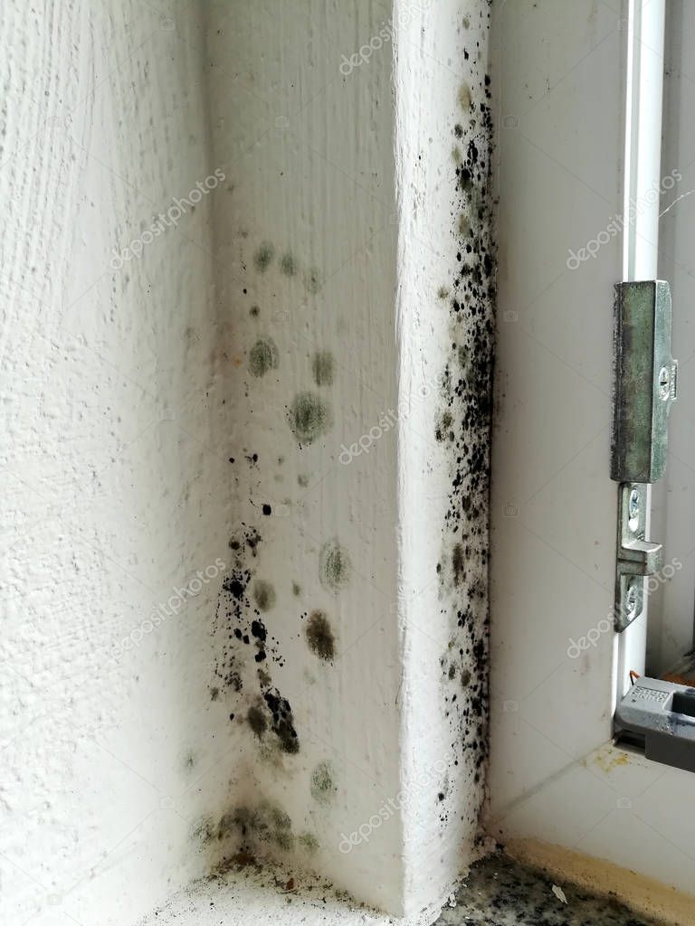 black mold at the window