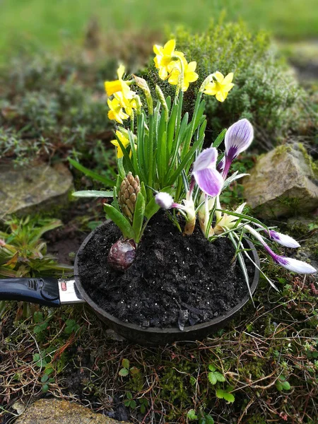 Jardinage Floral Printemps Dans Une Casserole Fer — Photo