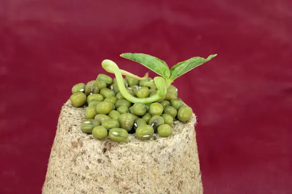 Germination Mung Bean — Stock Photo, Image