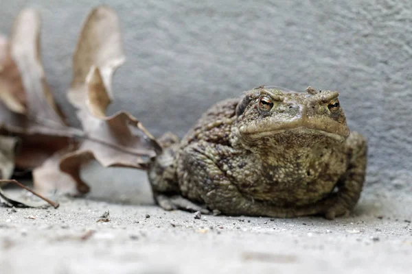 Žába Lehké Hřídel — Stock fotografie