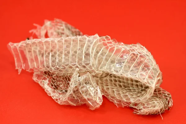 Makro Aus Schlangenhornschuppen Häutung — Stockfoto