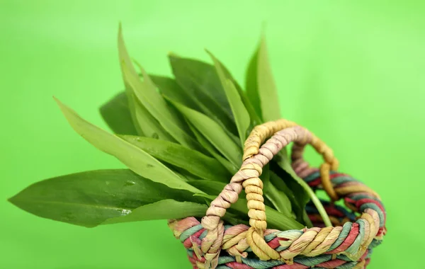 Wilde Knoflook Geneeskrachtige Kruiden Mand — Stockfoto