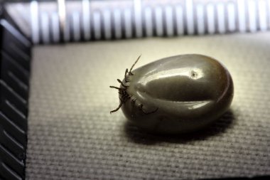 kalın kene kan ile emilir