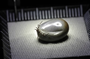 kalın kene kan ile emilir