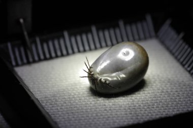 kalın kene kan ile emilir