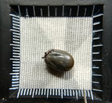 kalın kene kan ile emilir