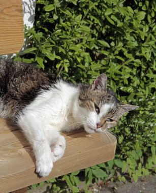 bahçe bankında uyuyan evcil kedi