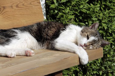 bahçe bankında uyuyan evcil kedi