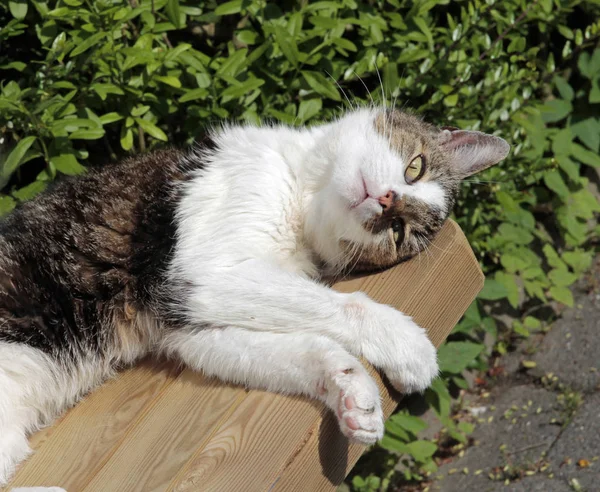 Сплячий Домашній Кіт Садовій Лавці — стокове фото