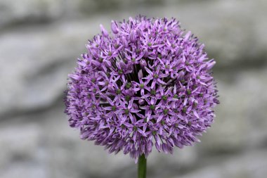 Bulanık arka plan önünde Star Ball Allium