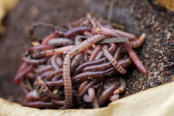 咖啡园中的红色加州堆肥蠕虫 — 图库照片