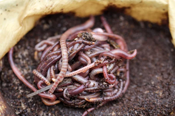 Red Californian Compost Worms Coffee Grounds — Stock Photo, Image