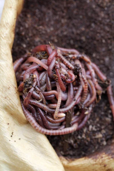 Red Californian Compost Worms Coffee Grounds — Stock Photo, Image