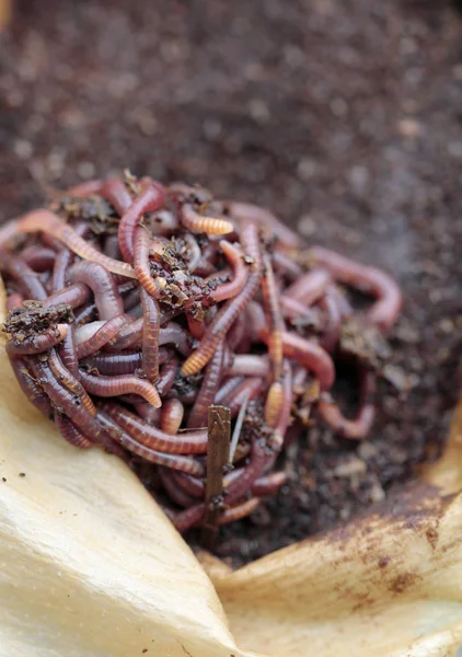 Red Californian Compost Worms Coffee Grounds — Stock Photo, Image