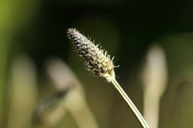 bir and köknar filizi ile aynı