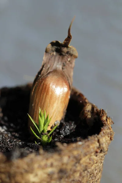 アンデモミの芽と同じ — ストック写真