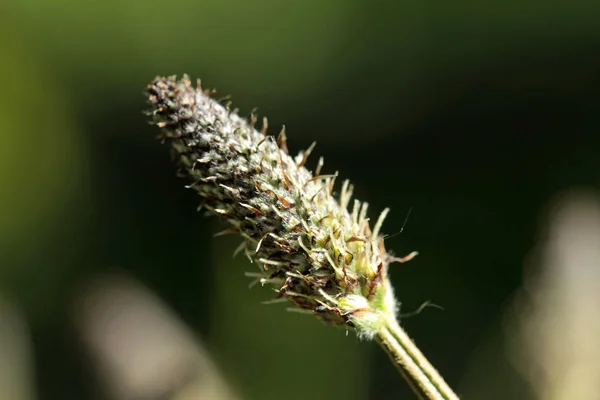 Zelfde Met Sprout Van Een Andes Spar — Stockfoto