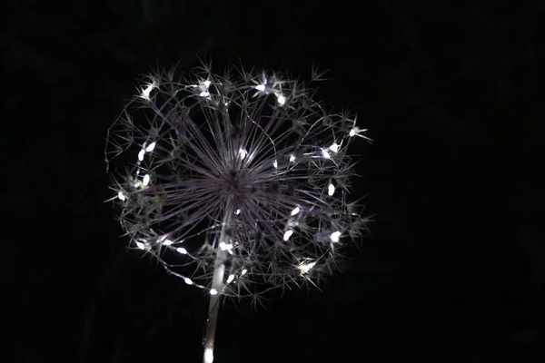 Iluminación Led Puerro Bola — Foto de Stock