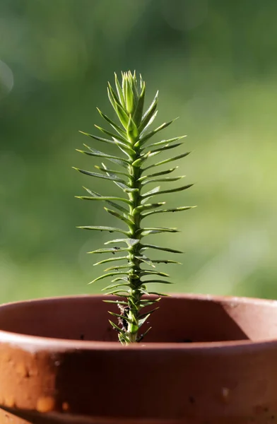 Andes Araucaria Araucana Young Plant — 스톡 사진