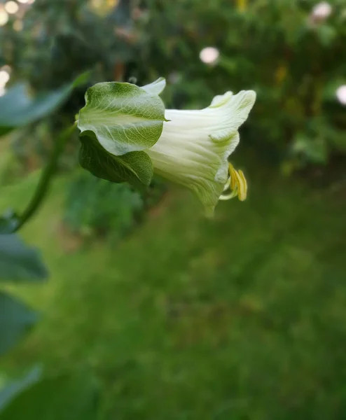 Macro Från Bell Vine Flower — Stockfoto