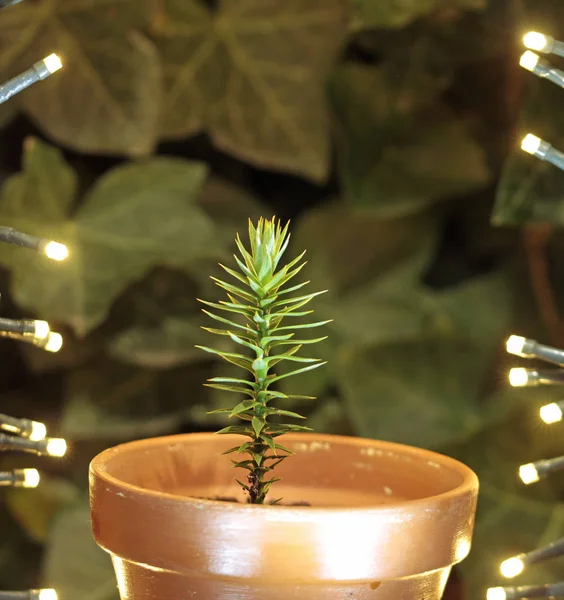 Andes Araucaria Araucana Fiatal Növény — Stock Fotó