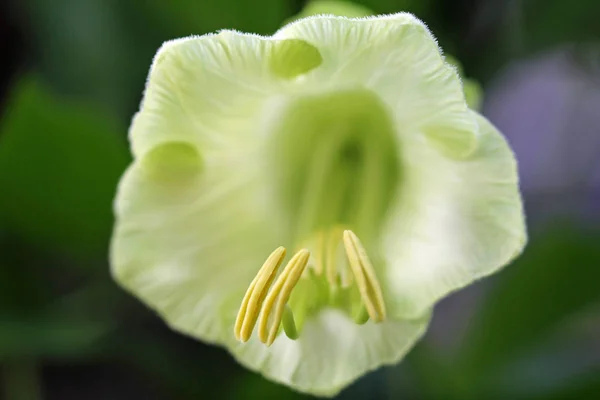 Macro Bell Vine Flower — Stock Photo, Image