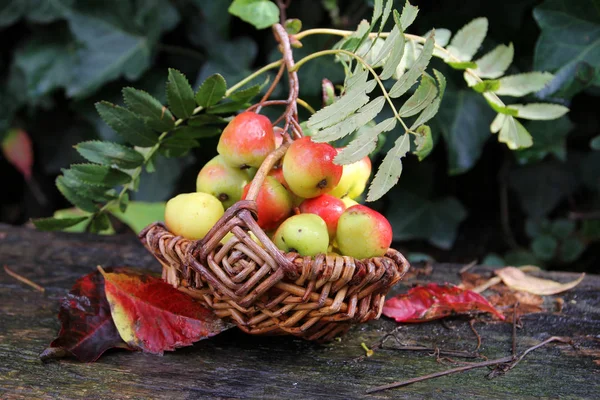 Service Tree Fruits Detail — Stock Photo, Image