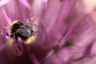 Bahçe topu pırasasından bir makro.