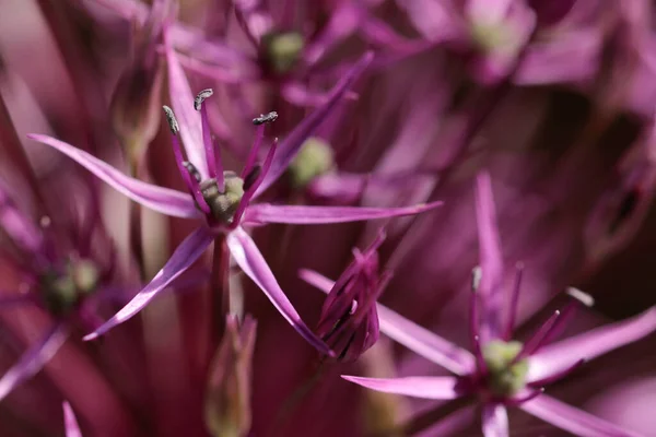 Macro Uma Bola Jardim Alho Porro — Fotografia de Stock