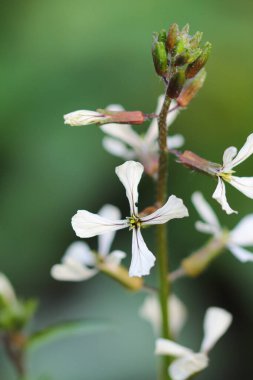 Hardal roketi çiçek açtı.