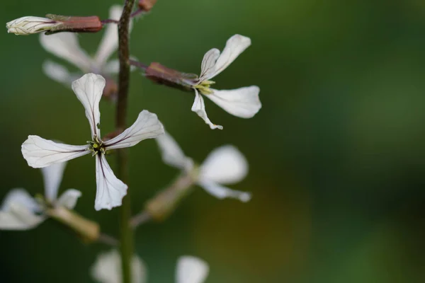 Mustard Rocket Stood Bloom — Stock Photo, Image