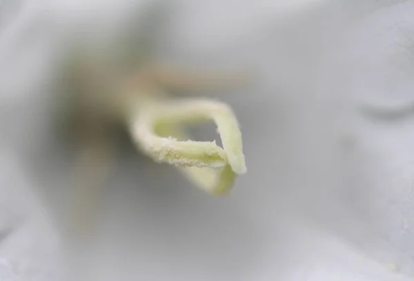 花の咲くマクロ — ストック写真