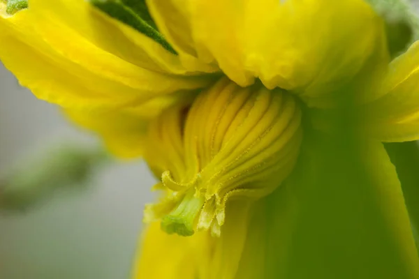 トマトの花からマクロに近い — ストック写真