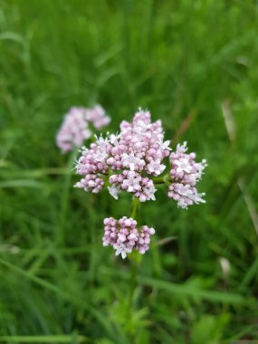 Çay ve böcekler için kediotu. 
