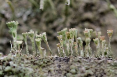 Trompet şeklindeki yapı mantarından makro