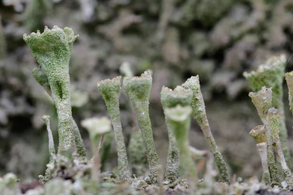 Macro Del Hongo Estructura Forma Trompeta — Foto de Stock