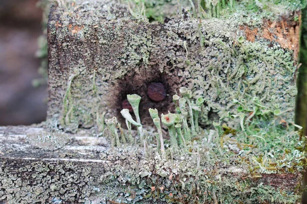 トランペット状の菌からなるマクロ — ストック写真