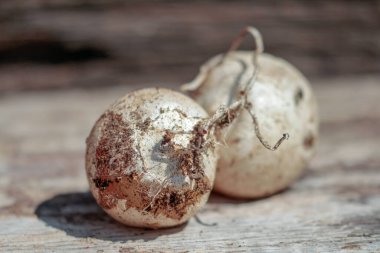  Kokuşmuş mantardan cadı yumurtası.