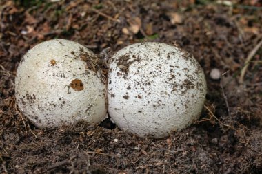 Kokuşmuş mantardan cadı yumurtası.
