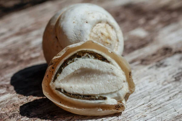Αυγό Μάγισσας Από Μανιτάρι Stinkhorn — Φωτογραφία Αρχείου