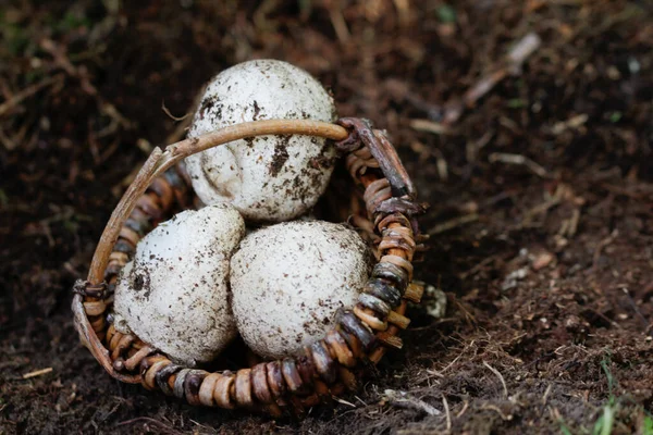 Witch Egg Stinkhorn Mushroom — Stock Photo, Image