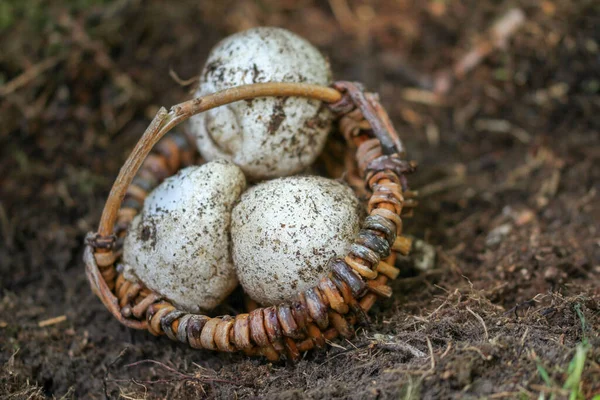 Uovo Strega Fungo Stinkhorn — Foto Stock