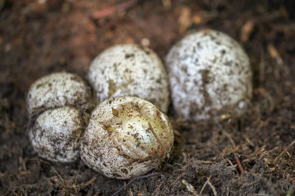 Witch Egg Stinkhorn Mushroom — Stock Photo, Image