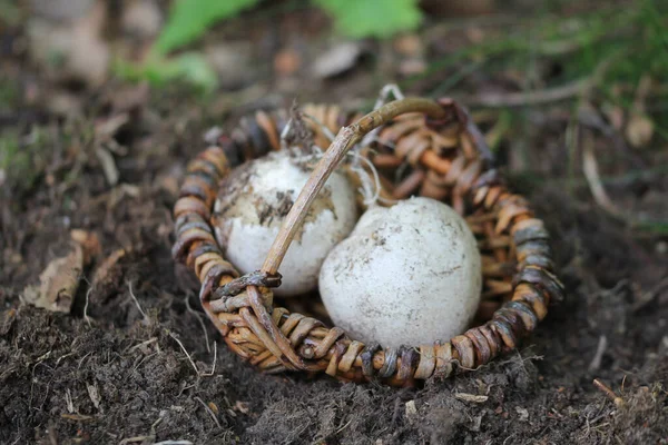 Witch Egg Stinkhorn Mushroom — Stock Photo, Image