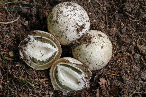 Kokuşmuş Mantardan Cadı Yumurtası — Stok fotoğraf