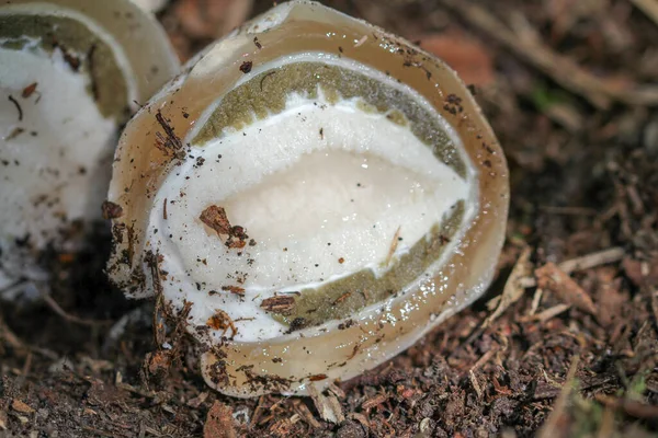 Oeuf Sorcière Champignon Corne Odeur — Photo